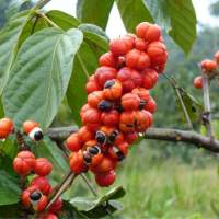 Organiczny ekstrakt guarany z 10% kofeiną (wegańską)